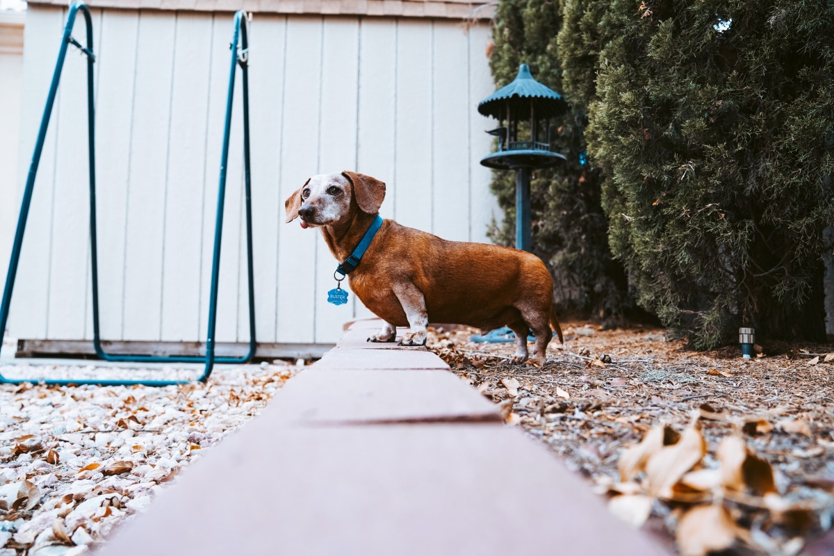 Bird Catchin’ Buster